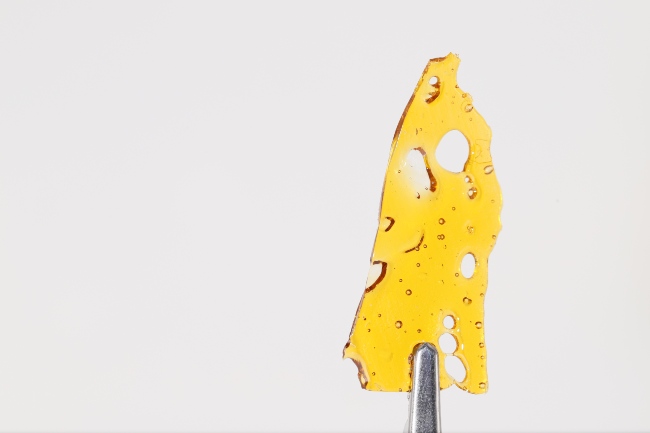 golden piece of cannabis shatter that is transparent and filled with holes being held by a metal tool