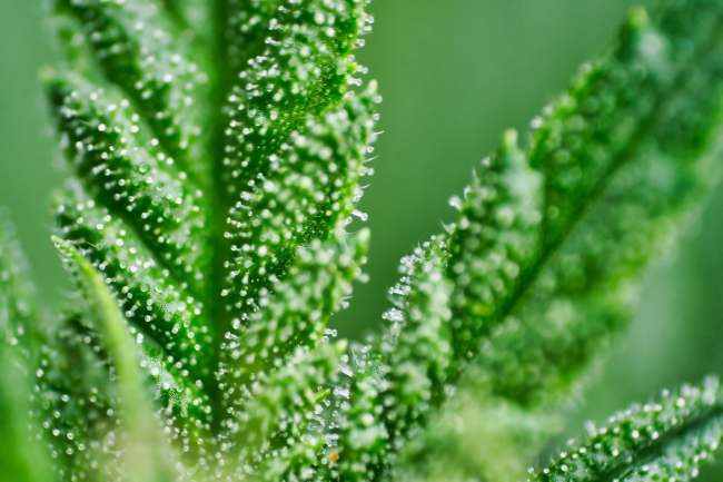 close up of trichomes, micro hair like structures on a cannabis plant