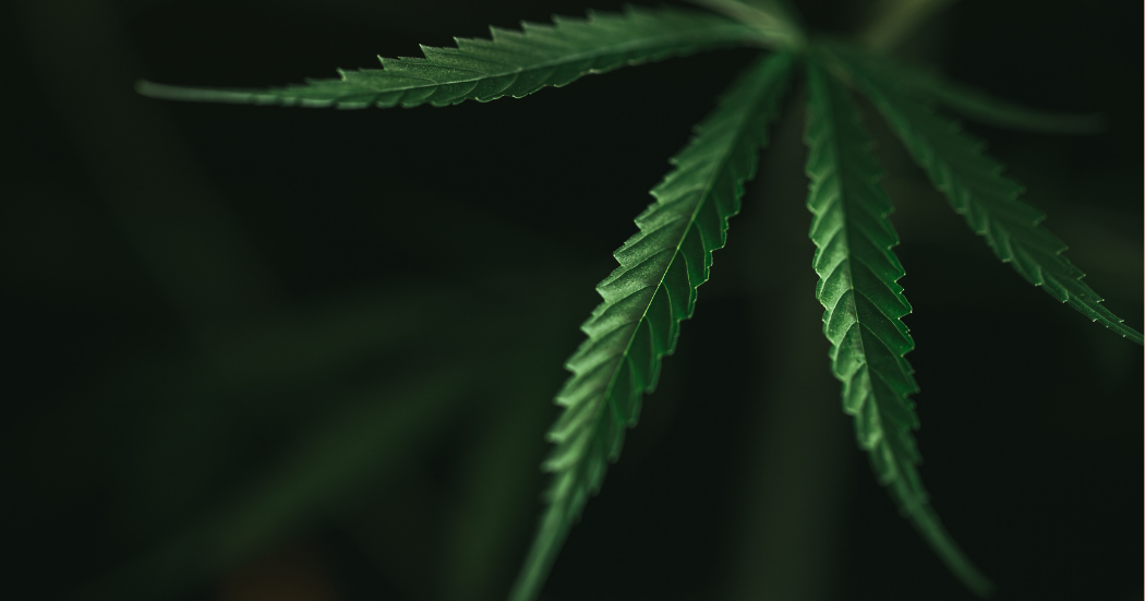 Cannabis leaf illustrating the sativa strain.