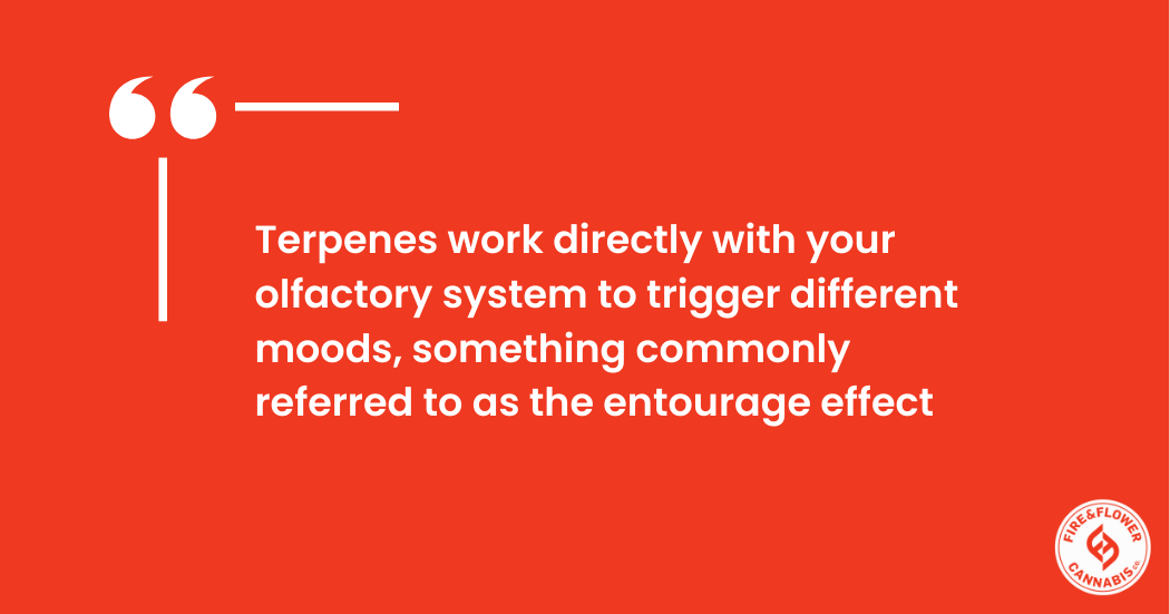 Explaining the entourage effect and how terpenes contribute.