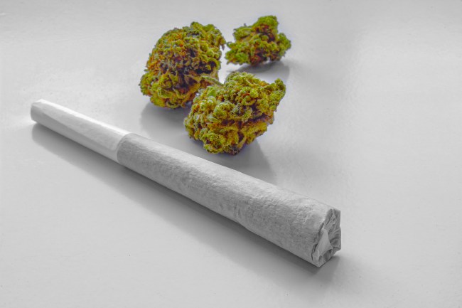a joint with a folded dutch crown top lies on a table next to three nugs of marijuana
