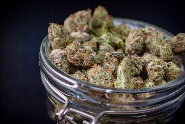 a mason jar filled with nugs of green and purple cannabis