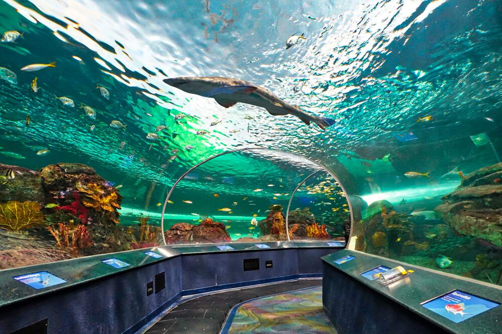 A shark swims in Ripleyâs underwater scenic tunnels, surrounded by yellow tropical fish.
