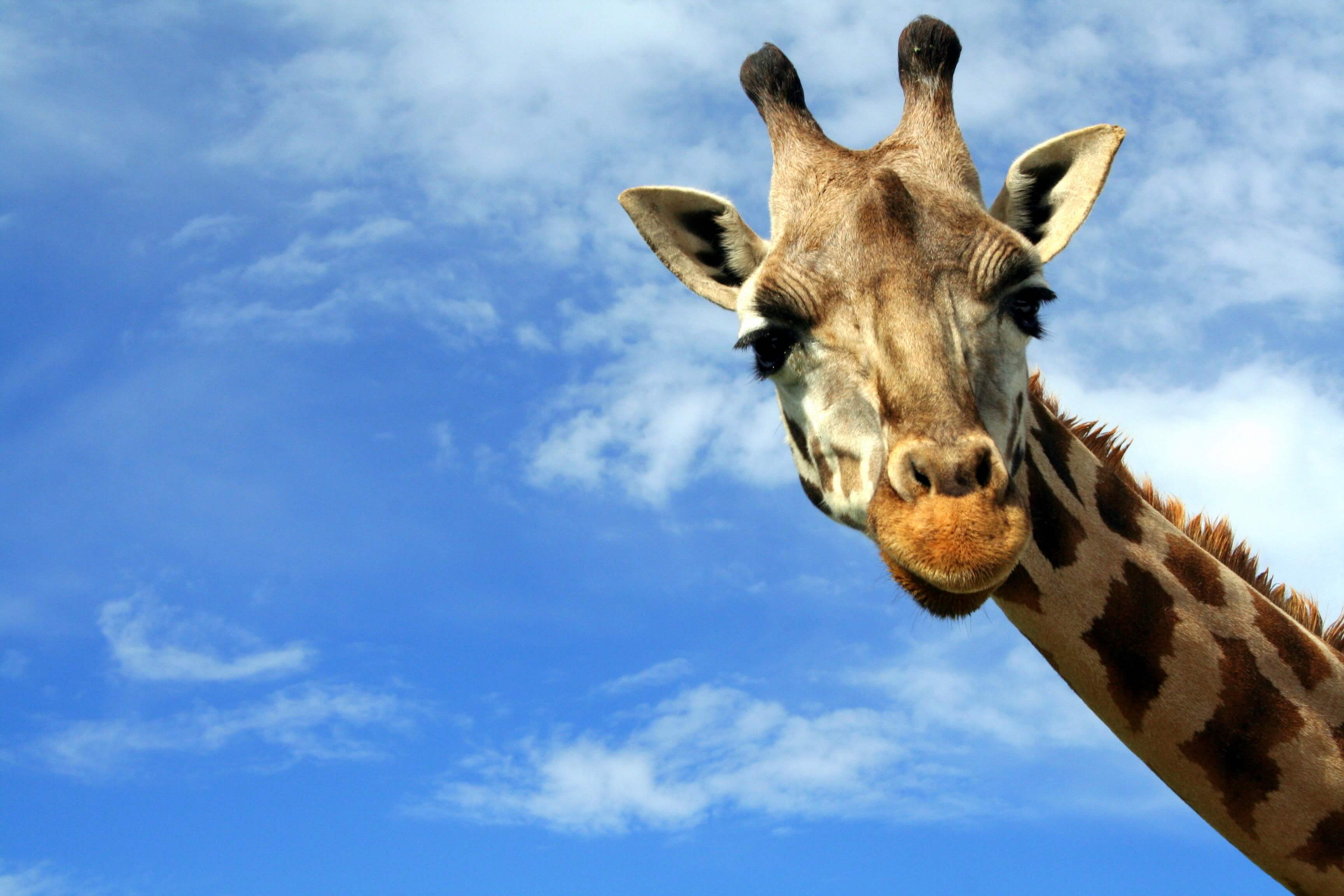 A close-up of a giraffe in front of a blue sky with wisps of clouds.